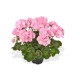 GERANIUM ZONAL rose green idols appleblossum