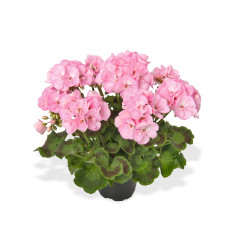 GERANIUM ZONAL rose green idols appleblossum