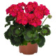 GERANIUM ZONAL fuschia green idols neon 