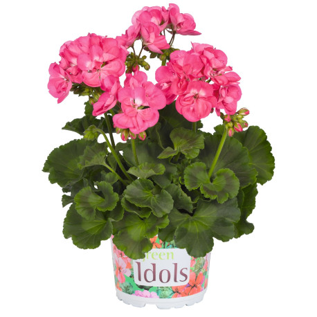GERANIUM ZONAL rose vif ,  green idols hot pink 