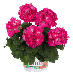 GERANIUM ZONAL rose foncé coeur blanc green idols rose with eyes