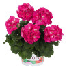 GERANIUM ZONAL rose foncé coeur blanc green idols rose with eyes
