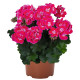 GERANIUM ZONAL VIOLET à coeur rose fluo 