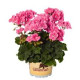 GERANIUM ZONAL  ROSE COEUR CLAIR savannah pink sizzle