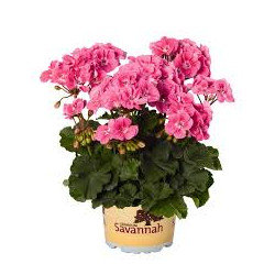 GERANIUM ZONAL  ROSE COEUR CLAIR savannah pink sizzle