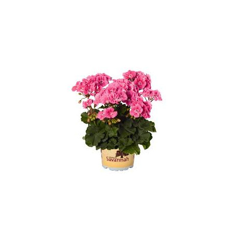 GERANIUM ZONAL  ROSE COEUR CLAIR savannah pink sizzle