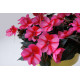 IMPATIENS DE SOLEIL rose étoilé violet  NEW
