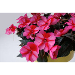 IMPATIENS DE SOLEIL rose étoilé violet  NEW