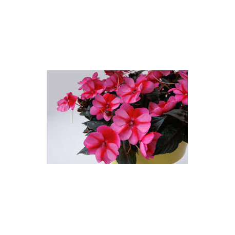 IMPATIENS DE SOLEIL rose étoilé violet  NEW
