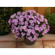 IMPATIENS DE SOLEIL violet tendre compact orchid blush