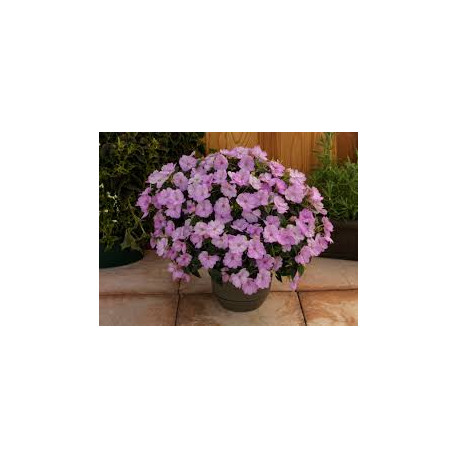 IMPATIENS DE SOLEIL violet tendre compact orchid blush