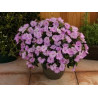IMPATIENS DE SOLEIL violet tendre compact orchid blush