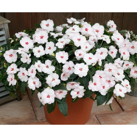 IMPATIENS DE SOLEIL rose à coeur rouge , vigourous sweetheart