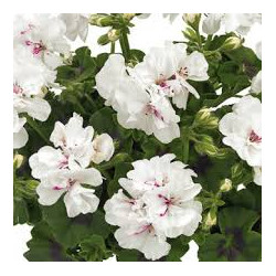 Lierre double blanc white angel 