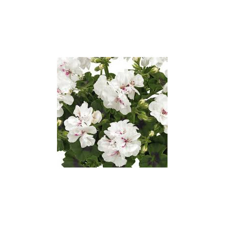 Lierre double blanc white angel 