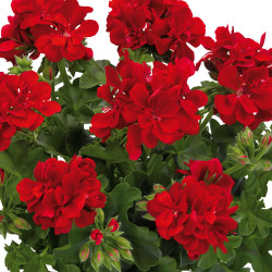 Lierre double rouge foncé deep red 