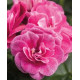 Lierre double rose stardust rose 