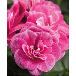 Lierre double rose stardust rose 