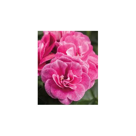 Lierre double rose stardust rose 