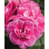 Lierre double rose stardust rose 