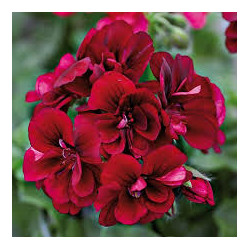 Lierre double grenat , velvet