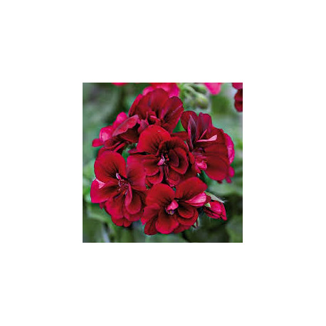 Lierre double grenat , velvet