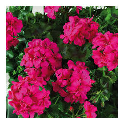 Lierre double rose fluo big 5 neon pink india 