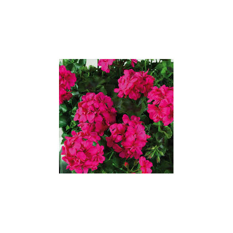 Lierre double rose fluo big 5 neon pink india 