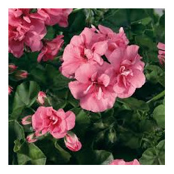 Lierre double rose tendre ,big 5 light pink 