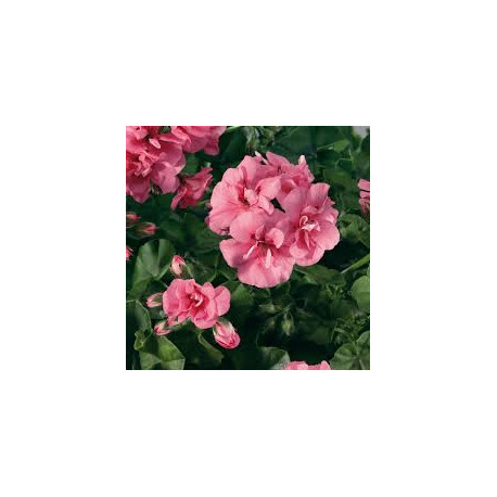 Lierre double rose tendre ,big 5 light pink 