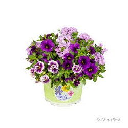 mélange 3 plantes prêt à poser violet passion