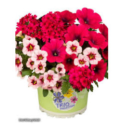 mélange 3 plantes prêt à poser fruit punch