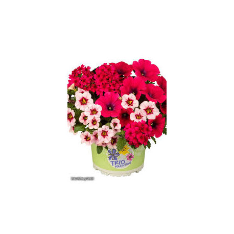 mélange 3 plantes prêt à poser fruit punch