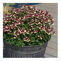 nemesia burgundy and yellow 