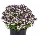 nemesia blue and cream