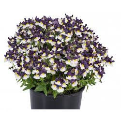 nemesia blue and cream
