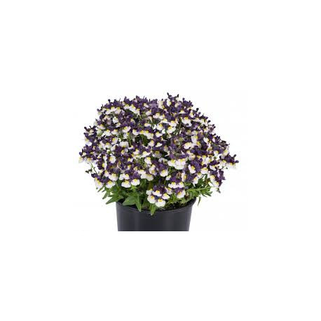 nemesia blue and cream