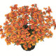 NEMESIA little orange 