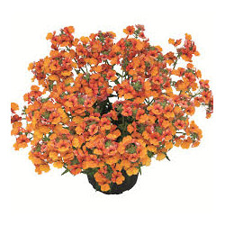 NEMESIA little orange 