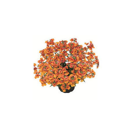 NEMESIA little orange 