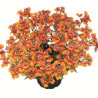 NEMESIA little orange 