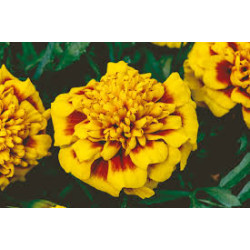 ŒILLET D’INDE jaune avec tache brune king bee 