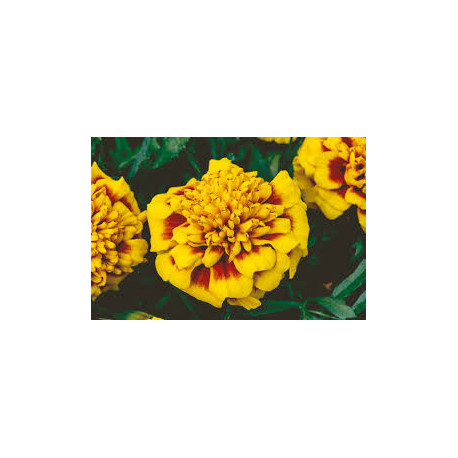 ŒILLET D’INDE jaune avec tache brune king bee 