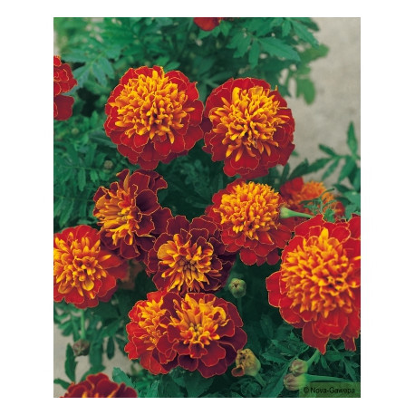 ŒILLET D’INDE bicolore jaune d'or à col brun king harmony 