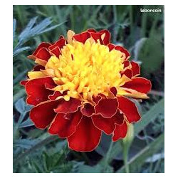 ŒILLET D’INDE brun avec tache jaune  king flame 