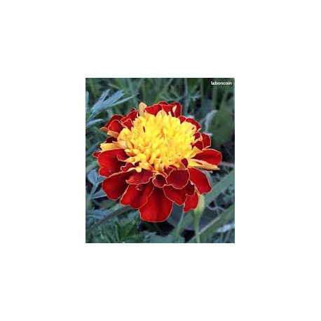 ŒILLET D’INDE brun avec tache jaune  king flame 