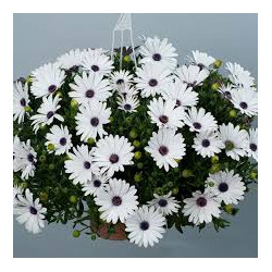 OSTEOSPERNUM vblanc erato compact white 