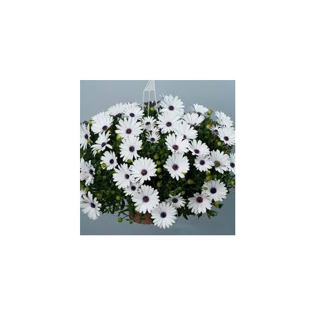 OSTEOSPERNUM vblanc erato compact white 