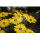 OSTEOSPERNUM  bordeaux  erato yellow