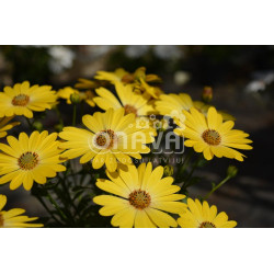 OSTEOSPERNUM  bordeaux  erato yellow